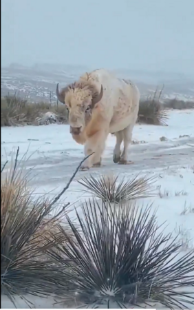 White Buffalo.png