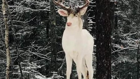 Albino Stag.jpg